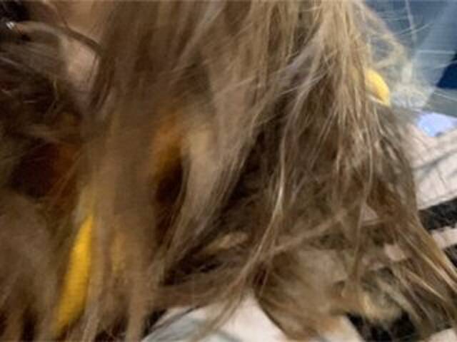 广播屏幕截图 Eliness