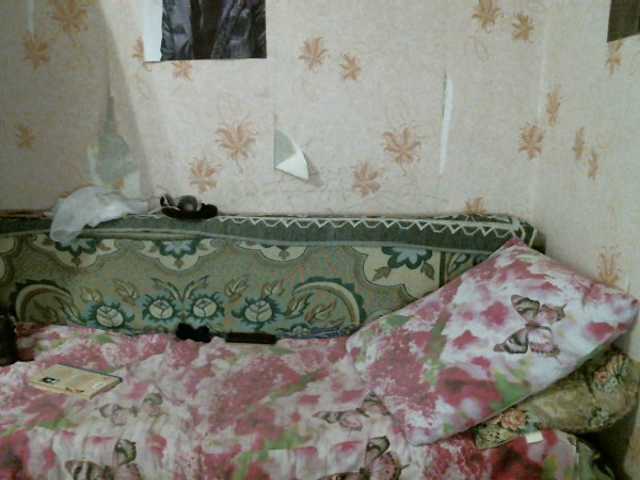 广播屏幕截图 kar0linaa666