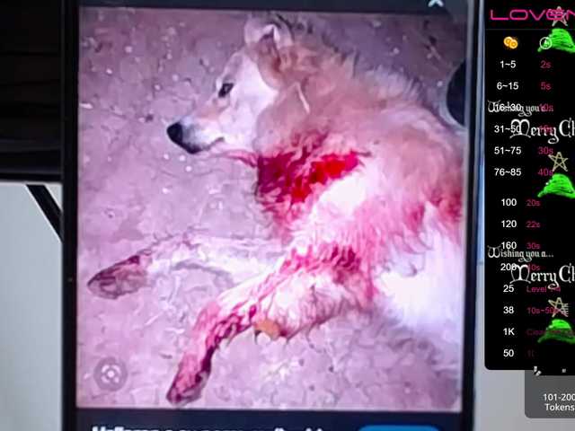 广播屏幕截图 sofiaclaus