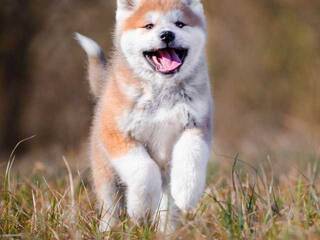 色情视频聊天 Val309a